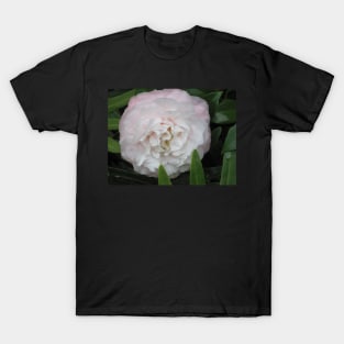 Pink Camellia T-Shirt